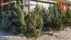 Более 10 «новогодних» браконьеров поймали в лесах на Сахалине