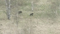 Жители Сахалина встретили медведей на Углегорском перевале