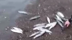 Жители села Яблочное ринулись за селедкой на берег моря 26 марта