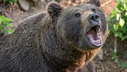 Убитый медведь три года обедал на кладбище Долинска с семейством