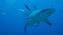 Акул-людоедов хотят запустить в акваторию  вокруг  Курильских островов