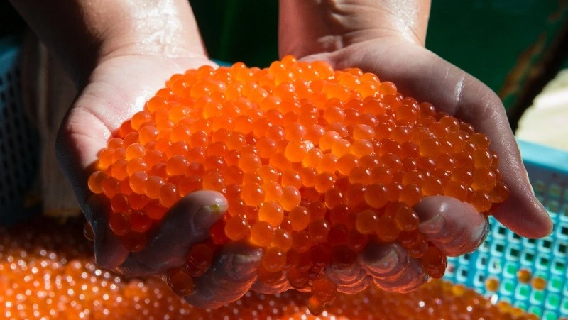 27 предприятий Сахалина начали закладку икры лососевых на 2023 год