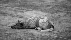 Появились новые подробности трагической гибели собаки на Сахалине