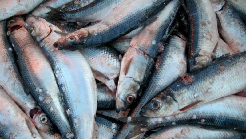 Сахалинское предприятие нарушило правила перевозки более 25 тонн сельди