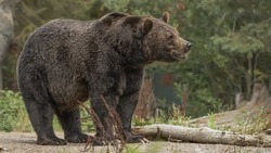 Медведь вышел к дачным постройкам в Южно-Сахалинске