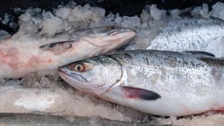 Рыбу по низким ценам привезли в Южно-Сахалинск 19 августа 
