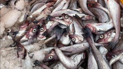 Рыбу по доступным ценам предложили жителям Южно-Сахалинска и Корсакова 4 апреля 