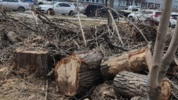 Коммунальщики вывезут спиленные деревья на улице Ленина в Южно-Сахалинске 