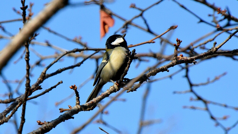 Птицы, обычно зимующие на Сахалине, улетают из-за нехватки пищи