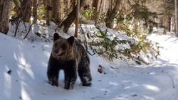 Медведь раньше времени вышел из зимней спячки в Южно-Курильском районе