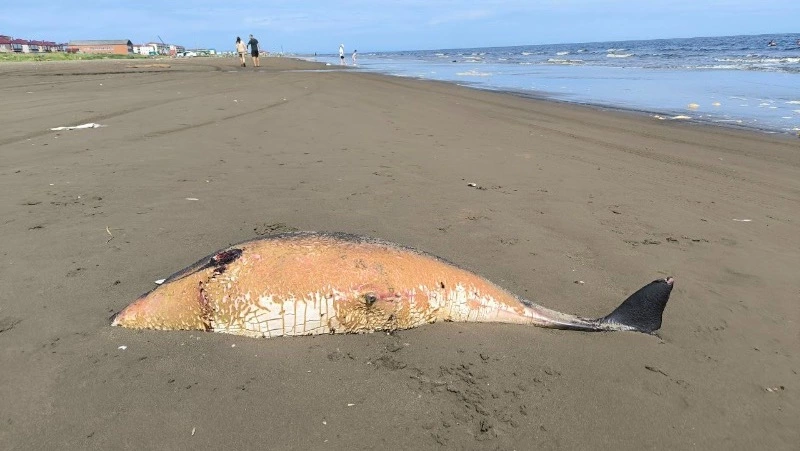 Мертвую морскую свинью нашли на городском побережье Поронайска