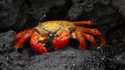 Сахалинская компания проиграла последний крабовый аукцион