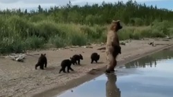 Семейство медведей вышло к реке на Курилах