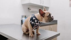 Недорого кастрировать питомцев предлагает сахалинцам приют «Пес и кот»