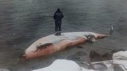Жители Сахалина предложили раздать собакам мясо выброшенного в Холмске кита