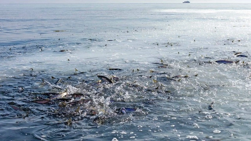 Ученые приступили к мониторингу состояния запасов мойвы и сельди на Сахалине