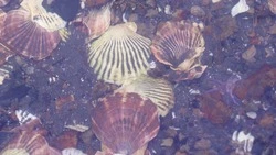 Предприятие с Сахалина заплатит 4 млн рублей за незаконный вылов гребешка на Курилах