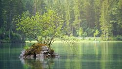 Из сахалинского министерства экологии выделяют агентство лесного и охотничьего хозяйства