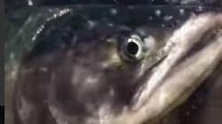 It's My Life: «поющую» кету встретил под водой фотограф на Сахалине