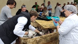 «Цены космические, рыба плохая»: бывшие сахалинцы в Новосибирске скучают по доступной рыбе