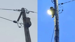 В Северо-Курильске бригада пожарных сняла со столба беглого кота