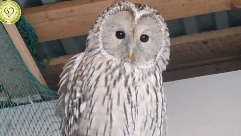 «Через несколько дней была бы мертва»: на Сахалине спасли от смерти больную неясыть