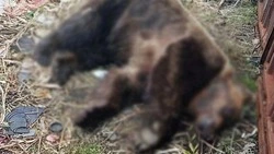 Медведя, бродившего по селу Горному на Итурупе, застрелили при повторном визите