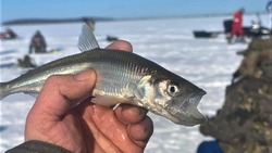Составлен ТОП-5 мест для зимней рыбалки в новогодние каникулы на Сахалине
