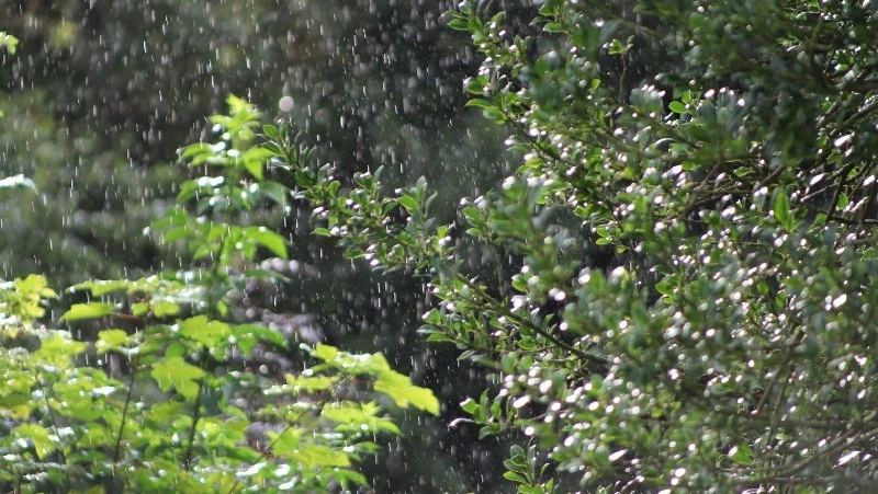 С утра небольшой дождь, днем до +22 градусов: прогноз погоды в Южно-Сахалинске на 15 июня 