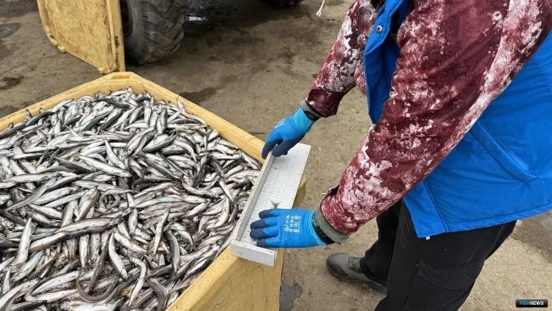Мойва удивила сахалинских рыбаков рекордными объемами апрельского улова