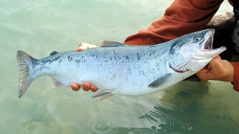 На юго-востоке Сахалина несколько рек оказались на грани замора