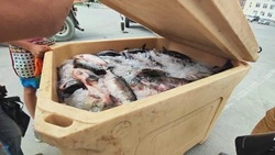 Свежую кету по 145 рублей за килограмм привезли в Долинск 7 сентября 