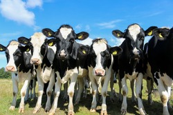 Решая судьбу бродячих коров, депутаты Сахалина вспомнили про весь скотный двор