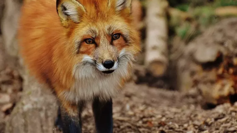 Зоозащитники показали участь лисиц, прикормленных у дороги. «В кровь кусает свой язык»