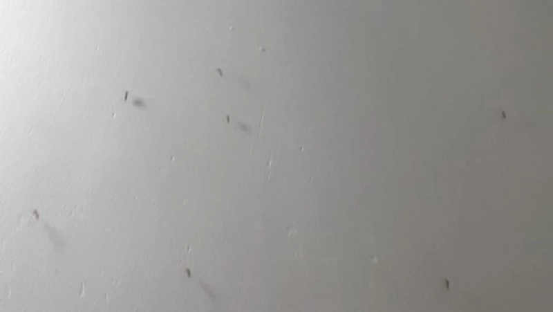 Стая комаров захватила палаты в больнице Поронайского района