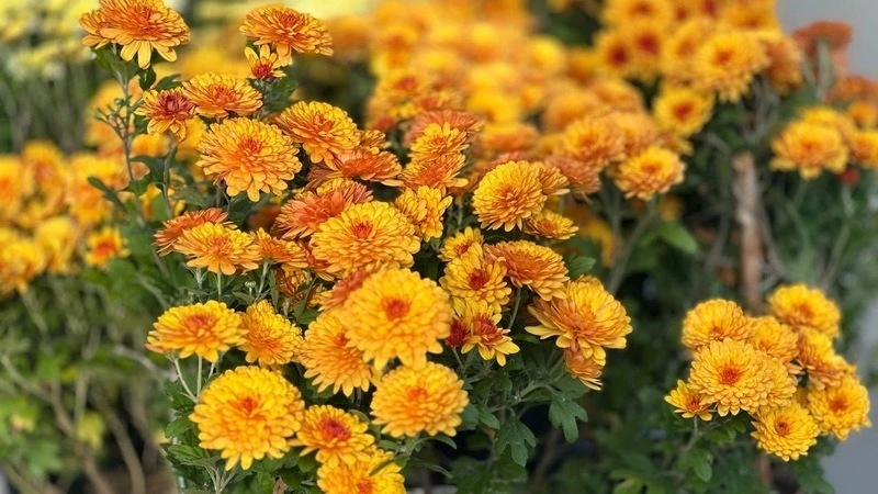 Фермеры, средневековье и ДТП: главные новости выходных в Сахалинской области