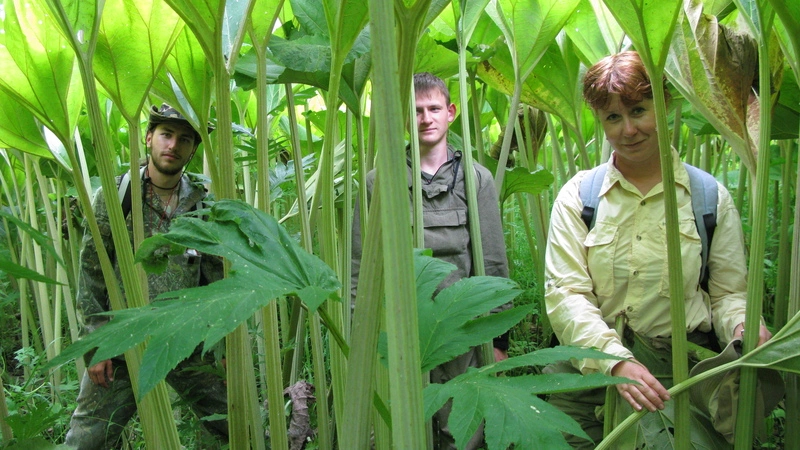 Открытие бородатки