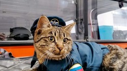 Кошка из Южно-Курильска стала психологом для местных спасателей