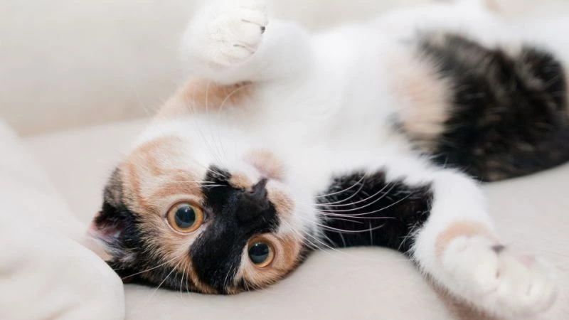 Россияне больше любят лежать на диване, чем кататься на лыжах и коньках