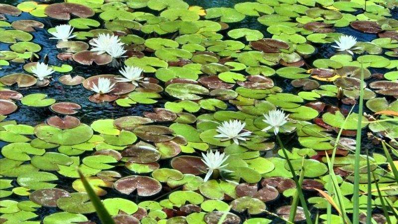 Церковный праздник 30 июня 2024: что нельзя делать в этот день, приметы