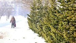 Елочные базары заработают в Южно-Сахалинске в середине декабря