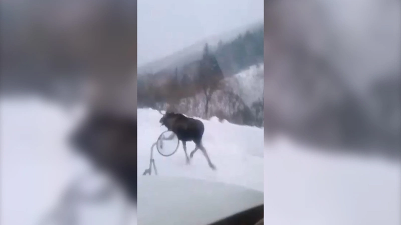 Сахалинец едва не загнал лося до смерти, чтобы доказать, что он существует