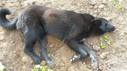 Бездомный пес получил три пули от догхантеров в Углегорске
