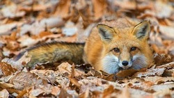 Гости зоопарка в Южно-Сахалинске увидят кормление лисьей семьи 1 октября 