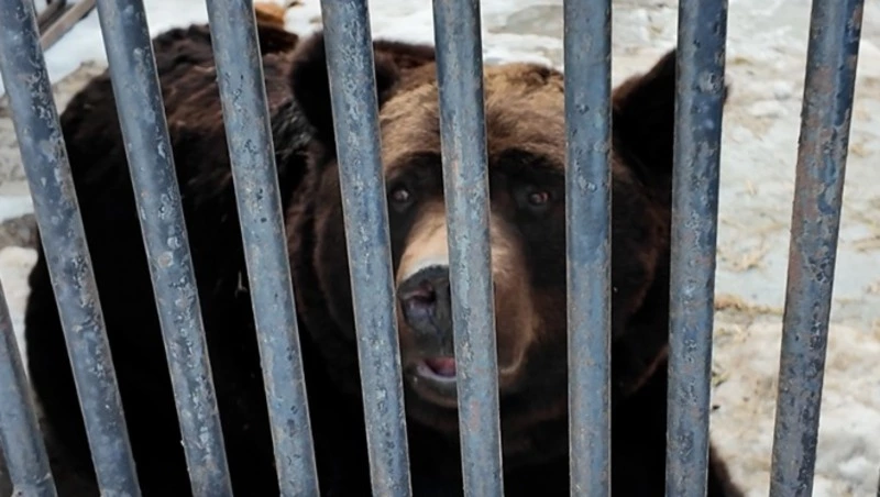 Теряют до 40% веса: на Сахалине медведи в зоопарке проснулись раньше диких