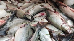 Промысел горбуши частично возобновили на восточном побережье Сахалина