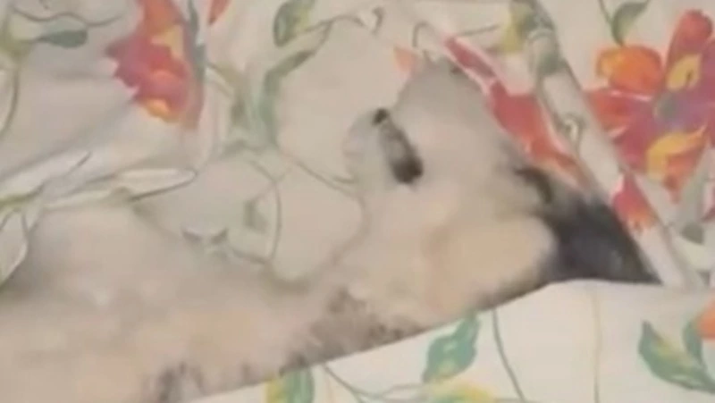 «Беги по радуге, малыш»: хаски погибла под поездом в Южно-Сахалинске 