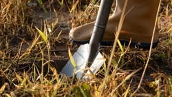 Житель Корсакова закопал в лесу деньги спящего приятеля