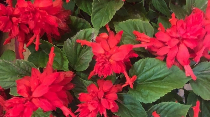 Мусульмане на сахалинском кладбище из цветов высадили полумесяц