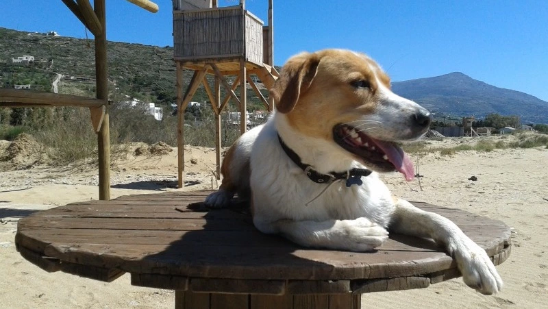 Жителям Сахалина рассказали об опасности кормления собак мороженым